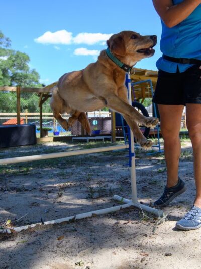 Animal Academy of the Emerald Coast - Freeport, FL
