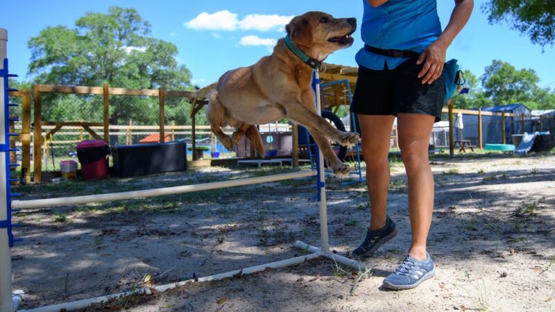 Animal Academy of the Emerald Coast - Freeport, FL