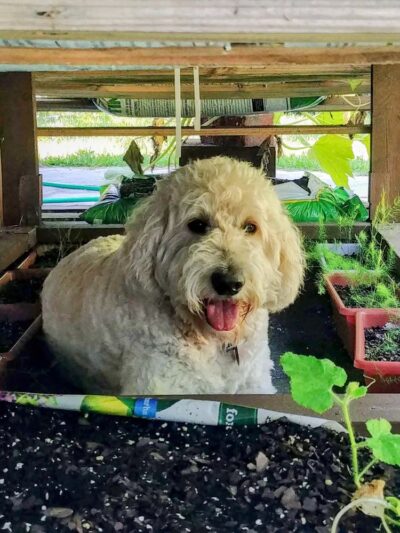 Animal Academy of the Emerald Coast - Freeport, FL