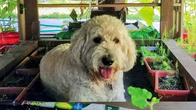 Animal Academy of the Emerald Coast - Freeport, FL
