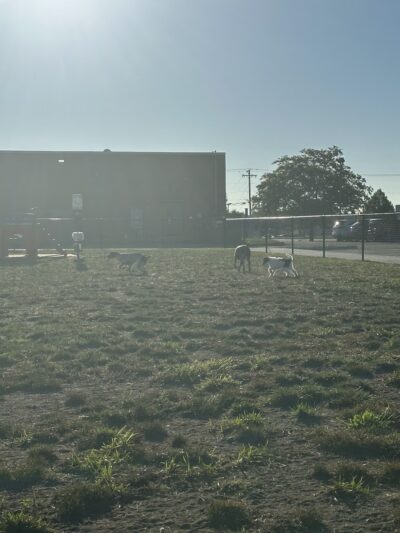 Dog Park , Pet Supply Plus Sponsored - Freeport, IL