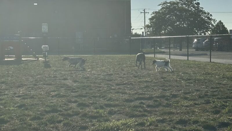 Dog Park , Pet Supply Plus Sponsored - Freeport, IL