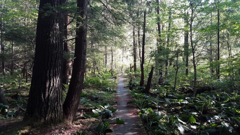 O.D. von Engeln Preserve at Malloryville - Freeville, NY