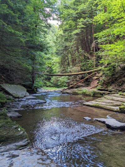 Roy H Park Preserve - North (Short) Trail - Freeville, NY