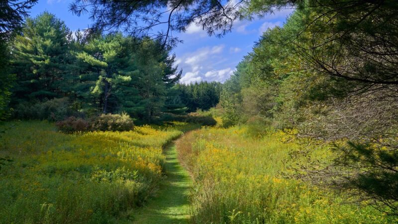 Roy H Park Preserve - North (Short) Trail - Freeville, NY