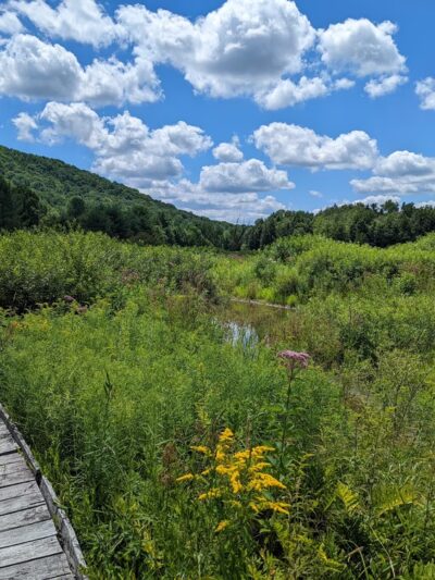 Roy H Park Preserve - North (Short) Trail - Freeville, NY
