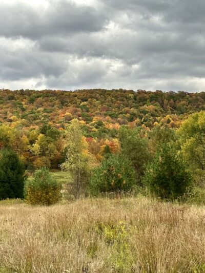 Roy H Park Preserve - North (Short) Trail - Freeville, NY