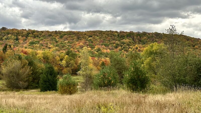 Roy H Park Preserve - North (Short) Trail - Freeville, NY