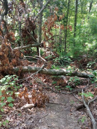 Tarr Ridge Trailhead East and West Loop - Frenchburg, KY