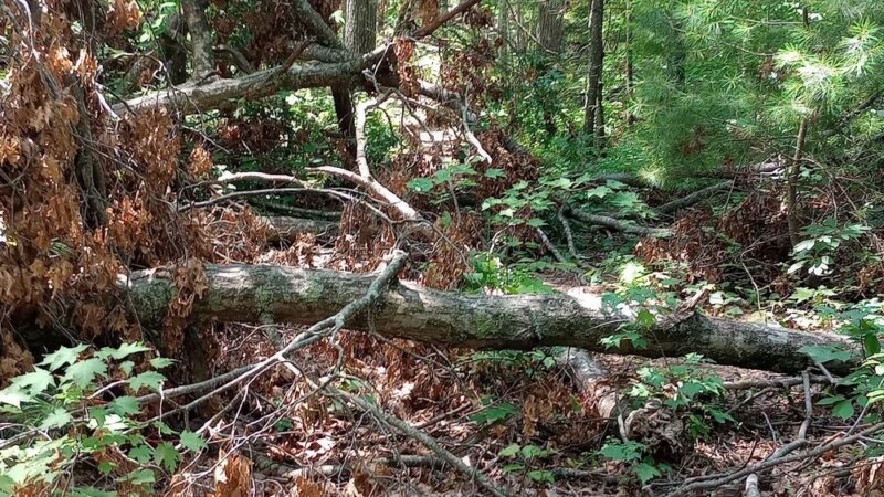 Tarr Ridge Trailhead East and West Loop - Frenchburg, KY