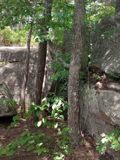Tarr Ridge Trailhead East and West Loop - Frenchburg, KY