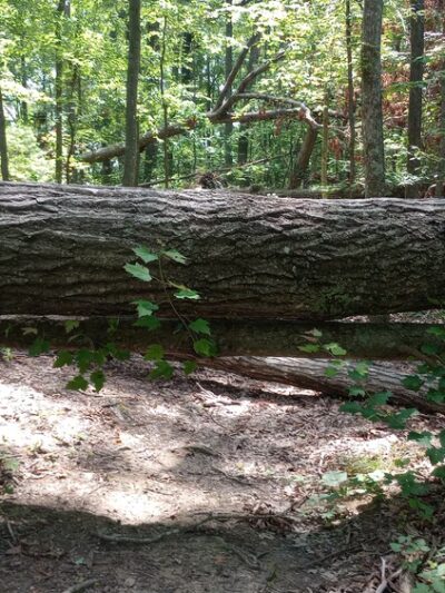 Tarr Ridge Trailhead East and West Loop - Frenchburg, KY