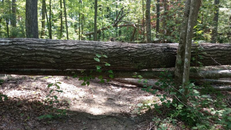 Tarr Ridge Trailhead East and West Loop - Frenchburg, KY