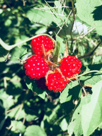 Delaware and Raritan Canal State Park Trail - Frenchtown, NJ