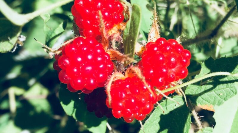 Delaware and Raritan Canal State Park Trail - Frenchtown, NJ