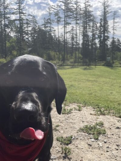 Pup Town Dog Park - Friday Harbor, WA