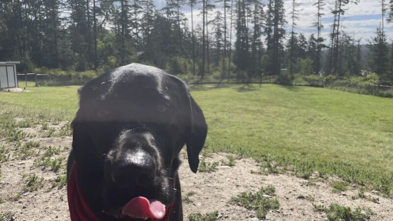 Pup Town Dog Park - Friday Harbor, WA