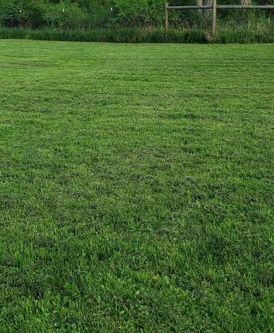 Pup Town Dog Park - Friday Harbor, WA