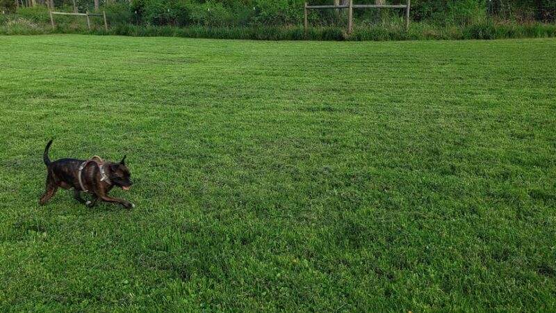 Pup Town Dog Park - Friday Harbor, WA