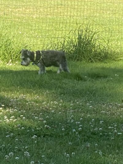Pup Town Dog Park - Friday Harbor, WA