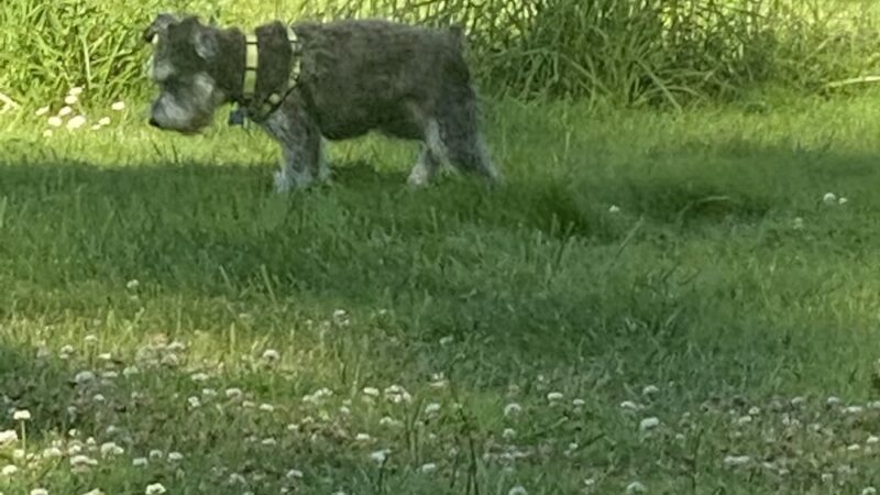 Pup Town Dog Park - Friday Harbor, WA