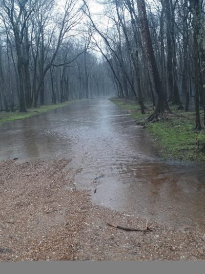 Tigrett Wildlife Management Area - Friendship, TN