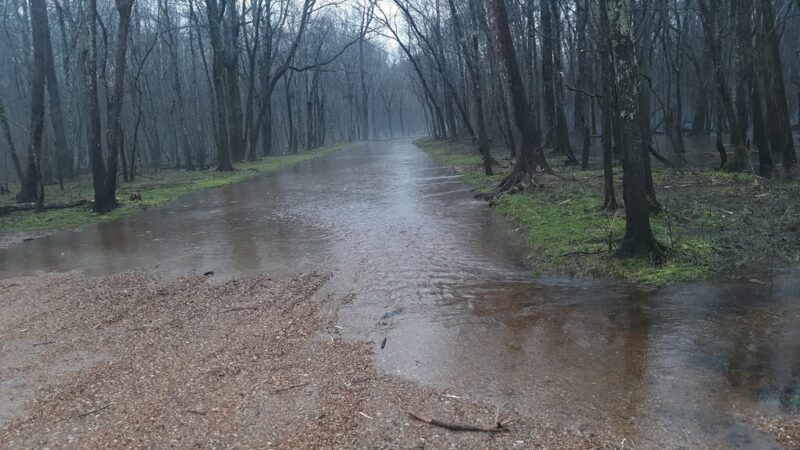 Tigrett Wildlife Management Area - Friendship, TN