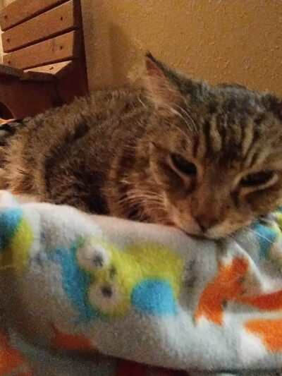Yogie & Friends Exotic Cat - Frierson, LA