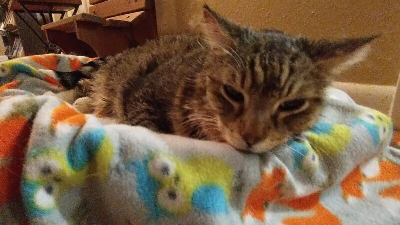 Yogie & Friends Exotic Cat - Frierson, LA