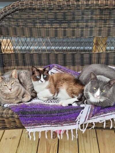 Yogie & Friends Exotic Cat - Frierson, LA