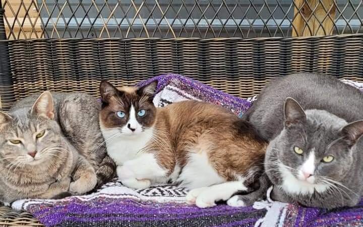 Yogie & Friends Exotic Cat - Frierson, LA
