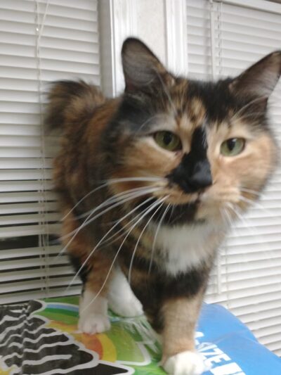 Yogie & Friends Exotic Cat - Frierson, LA