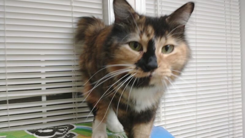 Yogie & Friends Exotic Cat - Frierson, LA