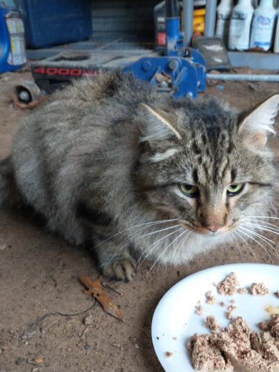 Yogie & Friends Exotic Cat - Frierson, LA