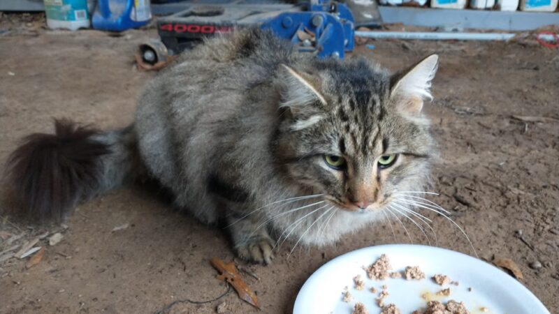 Yogie & Friends Exotic Cat - Frierson, LA