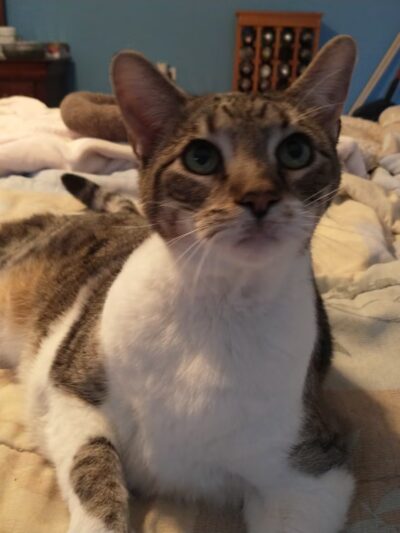 Yogie & Friends Exotic Cat - Frierson, LA