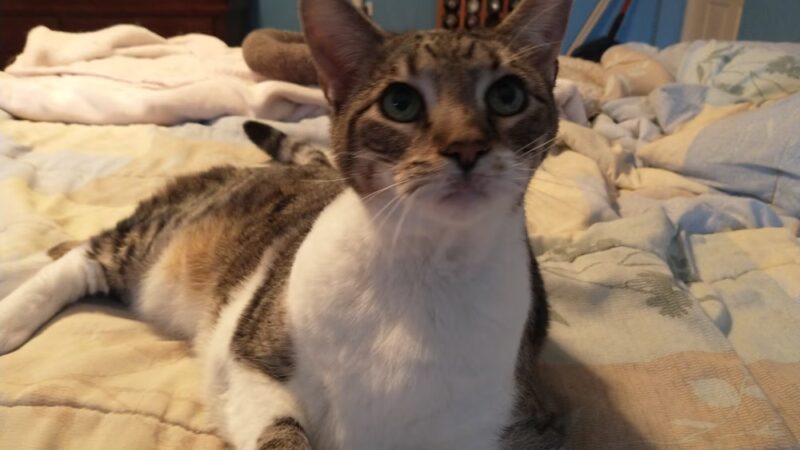 Yogie & Friends Exotic Cat - Frierson, LA