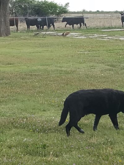 Fritch Community Park - Fritch, TX