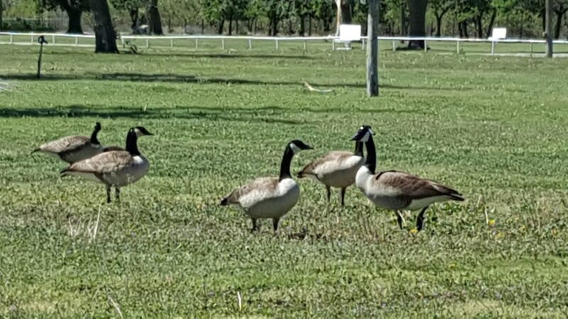 Fritch Community Park - Fritch, TX