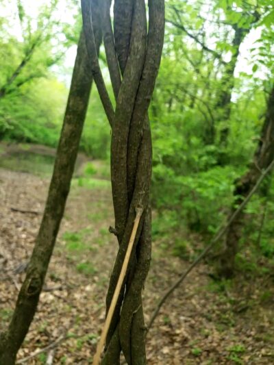 Wilderness Park - Frontenac, KS