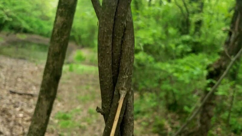 Wilderness Park - Frontenac, KS