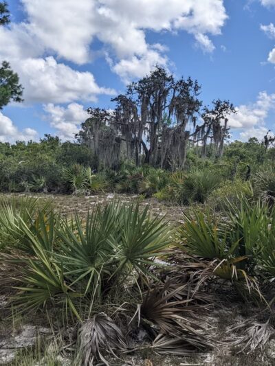 Hickory Lake Scrub - Frostproof, FL
