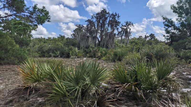Hickory Lake Scrub - Frostproof, FL