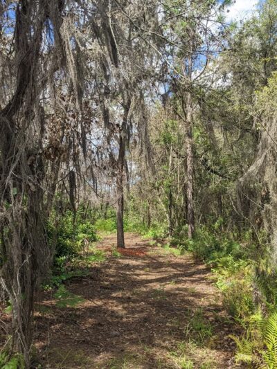 Hickory Lake Scrub - Frostproof, FL