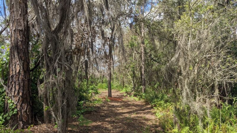 Hickory Lake Scrub - Frostproof, FL