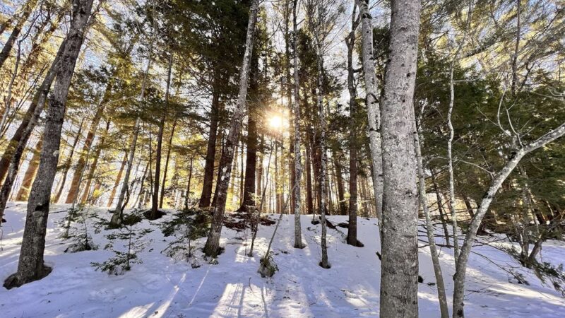 Fryeburg Town Forest - Fryeburg, ME