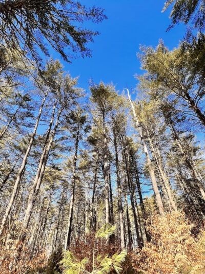 Fryeburg Town Forest - Fryeburg, ME