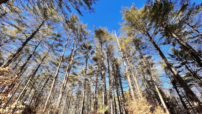 Fryeburg Town Forest - Fryeburg, ME