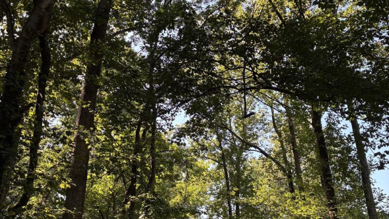Diamond Farm Park Trails - Gaithersburg, MD
