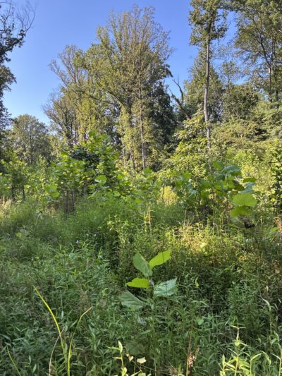Diamond Farm Park Trails - Gaithersburg, MD